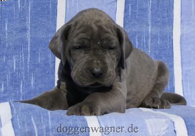 Gr�fin Xandrine Vom Hause Wagner