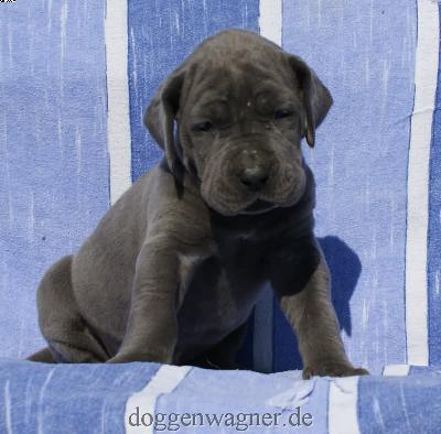 Gr�fin Xandrine Vom Hause Wagner