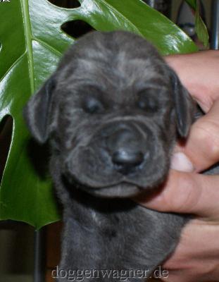 Grfin Augusta Vom Hause Wagner