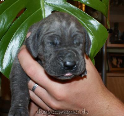 Grfin Ludovika Vom Hause Wagner