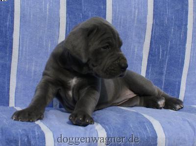 Grfin Ludovika Vom Hause Wagner