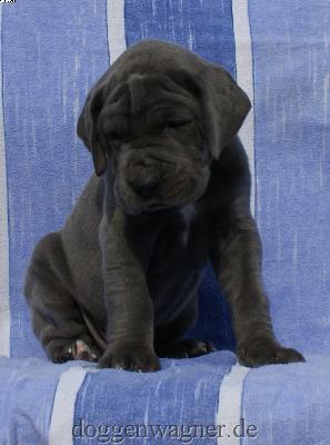 Grfin Ludovika Vom Hause Wagner