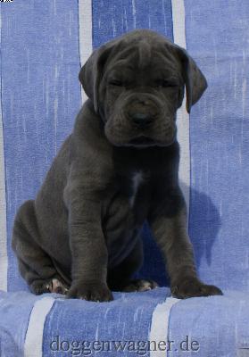 Grfin Ludovika Vom Hause Wagner