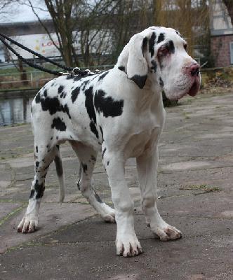 ZZ-Top Von Schlesien