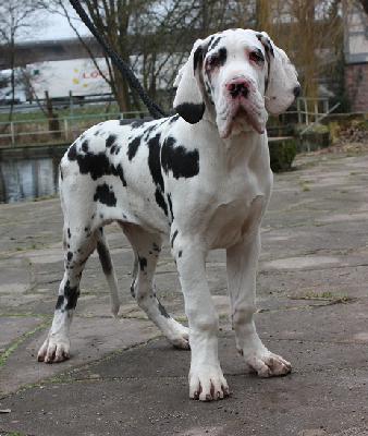 ZZ-Top Von Schlesien