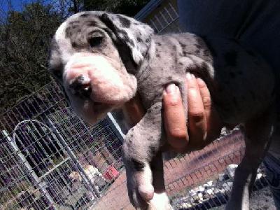 Zorrino Von Schlesien