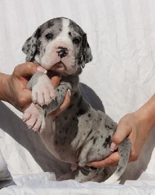 Zorrino Von Schlesien