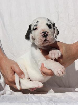 Zauberhaft Von Schlesien