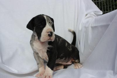 Zandria Von Schlesien