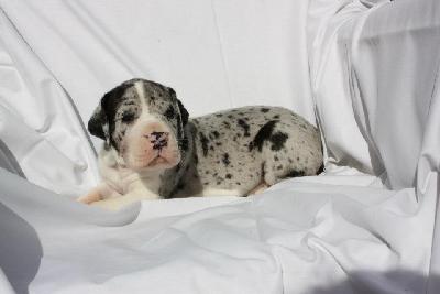 Zoronna Von Schlesien