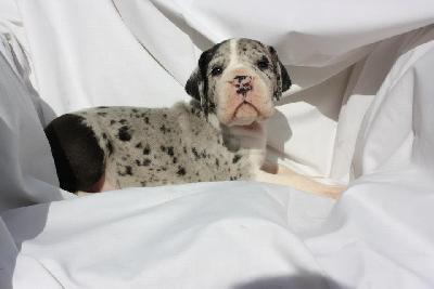 Zoronna Von Schlesien