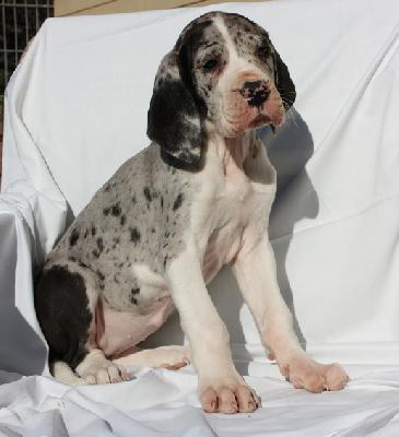 Zoronna Von Schlesien