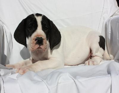 Zambrina Von Schlesien