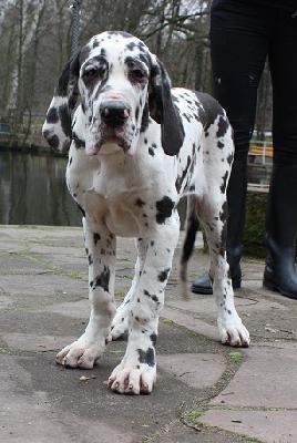 Abercrombie Von Schlesien