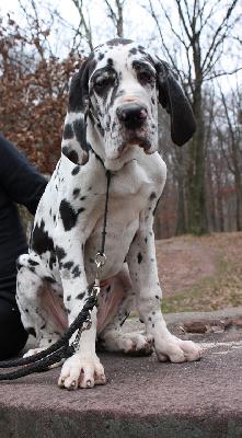 Abercrombie Von Schlesien