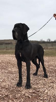 Ch Noe vom Herstallturm