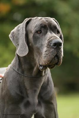 Ali Baba Nonplusultra