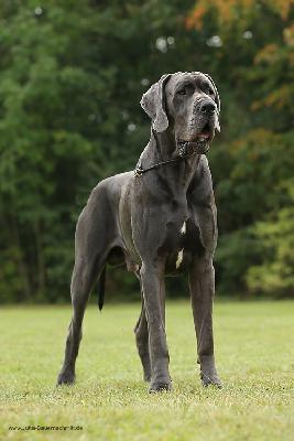 Ali Baba Nonplusultra