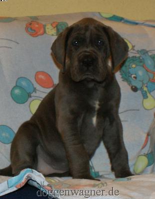 Ch Herzogin Ashton Vom Hause Wagner