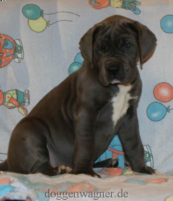 Herzogin Bernadette Vom Hause Wagner