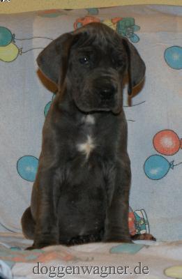 Herzogin Caroline Vom Hause Wagner