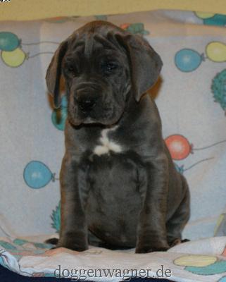 Herzogin Dorothea Vom Hause Wagner