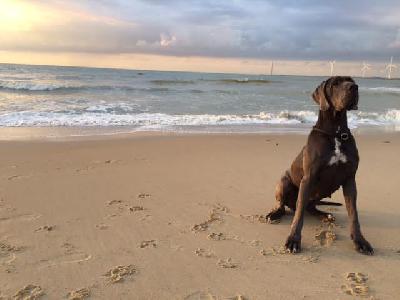 Herzogin Dorothea Vom Hause Wagner