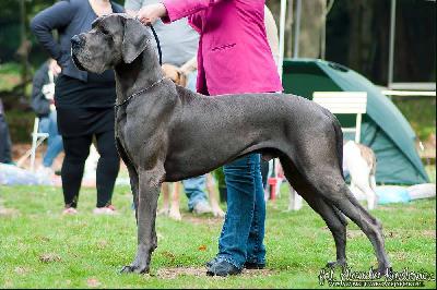 Ch Maddox vom Rmersee