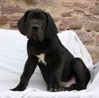 Baltasar Von Schlesien