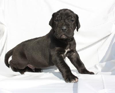 Berrin Von Schlesien