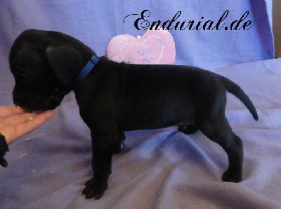 Astralon Endurial