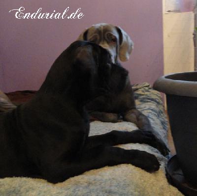 Astralon Endurial
