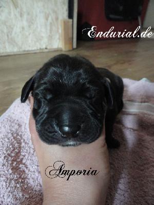 Amporia Endurial