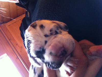 Charlotte-Cleopatra Von Schlesien