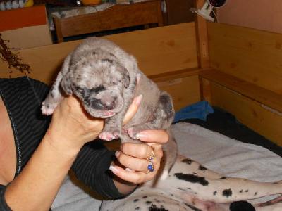 Asparo-Diano vom Bref�rst