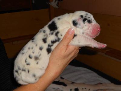 Ch Aiana-Armada vom Brefürst