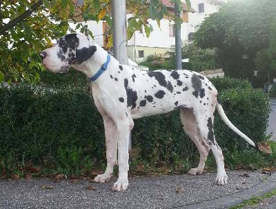 Ch Aiana-Armada vom Brefürst