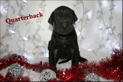 Quarterback Von Blue Ground