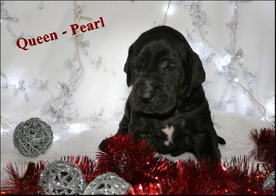 Queen-Pearl Von Blue Ground