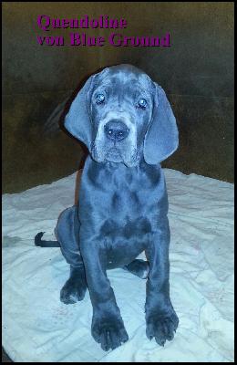 Quendoline Von Blue Ground