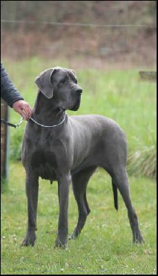 Quendoline Von Blue Ground