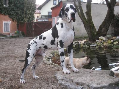 Bastian von Bavaria a.M.