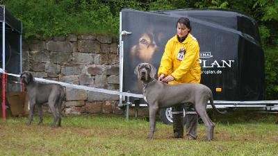 Ferrari Von Den Elf Quellen