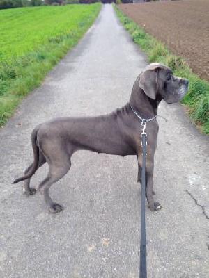 Ch Faith Von Den Elf Quellen