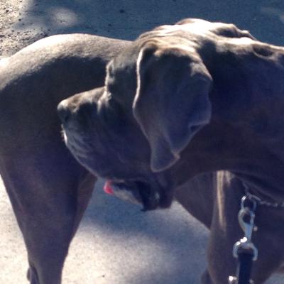 Ch Faith Von Den Elf Quellen