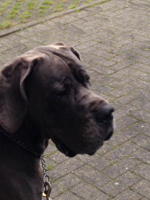 Ch Faith Von Den Elf Quellen