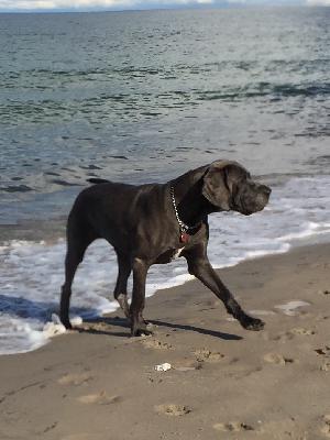 Ch Faith Von Den Elf Quellen