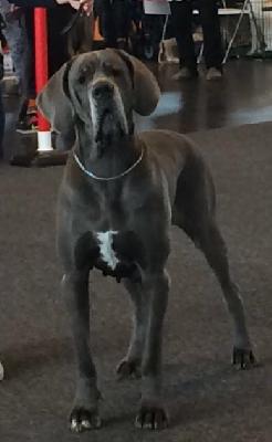 Ch Faith Von Den Elf Quellen