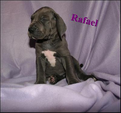 Rafael Von Blue Ground