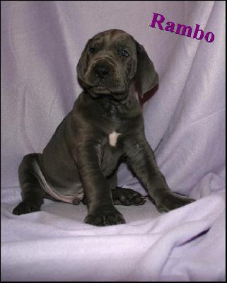 Rambo Von Blue Ground